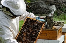 هل يمكن أن يتسبب النحل في عواصف رعدية؟