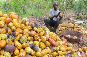 مزارعو الكاكاو في غانا يلجأون للتهريب بمواجهة تدهور عملتهم 