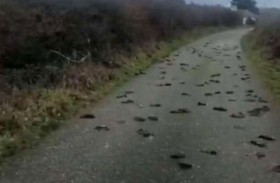 حل لغز الطيور النافقة.. والنتائج مفاجئة