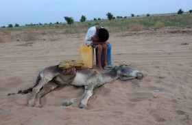 طفل يبكي بجوار حمار نفق عطشا 