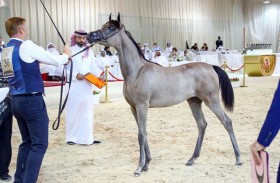 المهرة «ع . ج . كيه» تخطف الأضواء في افتتاح بطولة الإمارات الوطنية لجمال الخيل العربية