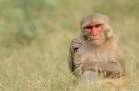 هاريس أم ترامب؟..قرود تتنبأ بنتائج الانتخابات الأمريكية