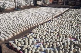 تفاصيل صادمة بقضية الجبن الفاسد