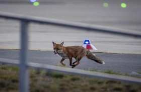 ثعلب قتل 25 طائراً في حديقة واشنطن 