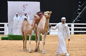 2.5 مليون درهم مبيعات مزاد الهجن العربية في الدولي للصيد والفروسية 