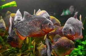 يلقي جثة طليقته في نهر مليء بأسماك مفترسة