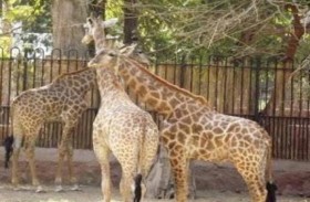 الزرافة «سنسن» تجد عريسا