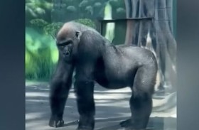 غوريلا تثير الذعر في حديقة حيوان 