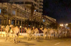 مالك الجمال المستوردة ينفي سرقتها 