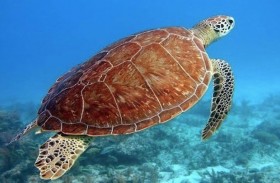 سلحفاة تقضي 80 عاماً حبيسة أحواض السمك