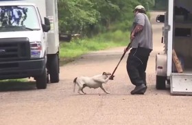 كلاب شوارع تنهش فتاة حتى الموت