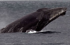 لأول مرة.. حديث بين حوت و علماء استمرّ لـ20 دقيقة