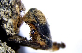 اكتشاف نحل محنط عمره 3 آلاف عام