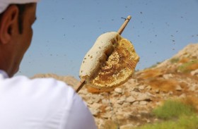 مع وجود أكثر من مليون و200 ألف خلية نحل -النحالون موضع اهتمام حكومي وشعبي 