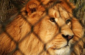 دخل قفص الأسد من أجل «تيك توك» فحلّت الكارثة