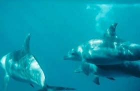 لغز الدلافين النافقة على سواحل إسطنبول