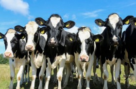 بهجوم غادر.. قطيع أبقار يقتل مسنا 