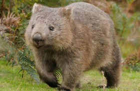 علماء يكتشفون حيوانا مضيئا