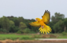 ببغاء يوقع بعصابة مخدرات