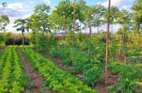 هل تساهم زراعة الغابات في مكافحة انبعاثات ثاني أكسيد الكربون؟