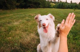 العلم يكشف سر الرابط العاطفي بين الإنسان والكلاب