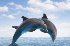 اليابان تحذر رواد الشواطئ من عضات الدلافين 