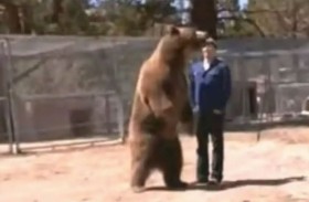 مصرع مدرب على يد دب ربّاه منذ الطفولة 