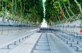 «الزراعة والسلامة الغذائية» تنفذ مبادرات عديدة لحماية البيئة وتعزيز الاستهلاك المستدام للموارد الطبيعية