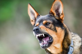 وفاة مأساوية لأمريكي بأنياب كلابه الثلاثة 