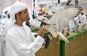 مشاركة واسعة في المزاد الأول للصقور بأبوظبي الدولي للصيد والفروسية
