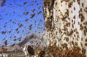 مدينة فرنسية تقرر إعدام خلايا نحل بعد هجوم غير مسبوق على السكان