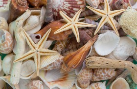 يحول الصدف الى تحف فنية