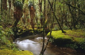 غابات أستراليا تطلق الكربون بدل تخزينه بسبب تغير المناخ