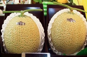 ثمرتا شمام بوباري بـ25 ألف دولار