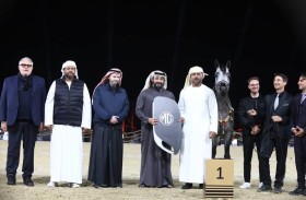 مربط دبي يتألق في بطولة كتارا للخيل الأصيلة 