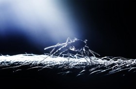 لماذا يطنّ البعوض في آذاننا؟