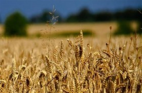 السعودية تطرح مناقصة لشراء نحو 600 ألف طن من علف الشعير 