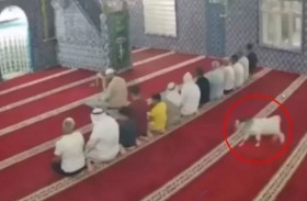 ماعز تقتحم مسجداً أثناء الصلاة