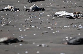 نفوق آلاف الطيور يحير تشيلي 