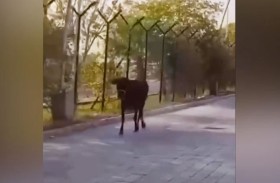 بقرة تقتحم مطار 