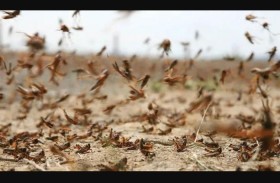 الجراد يغزو مصر.. قادمًا من السودان!