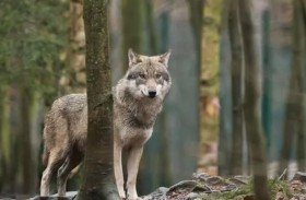 ذئب يحيّر منطقة هولندية.. وتحذير من أماكن نفوذه