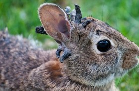 أرانب بقرون !