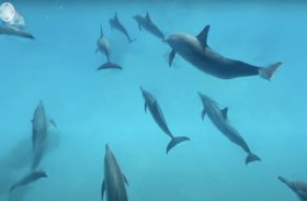 أفضل مغامرات بحرية افتراضية 