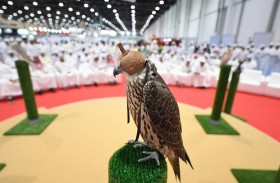 «أبوظبي الدولي للصيد» منصّة مثالية لبيع وشراء وإنتاج أجود الصقور المُكاثرة في الأسر