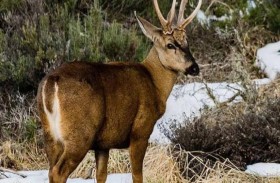 ممر بيولوجي لحماية غزلان الهويمول المهددة 