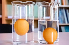 لماذا يطفو البيض الفاسد على سطح الماء؟