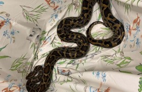 العثور على ثعبان ضخم في صندوق سيارة