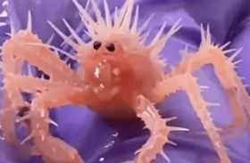 أصغر سلطعون في العالم يجذب 10 مليون مشاهدة