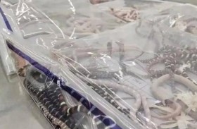 حاول تهريب 100 ثعبان في سرواله